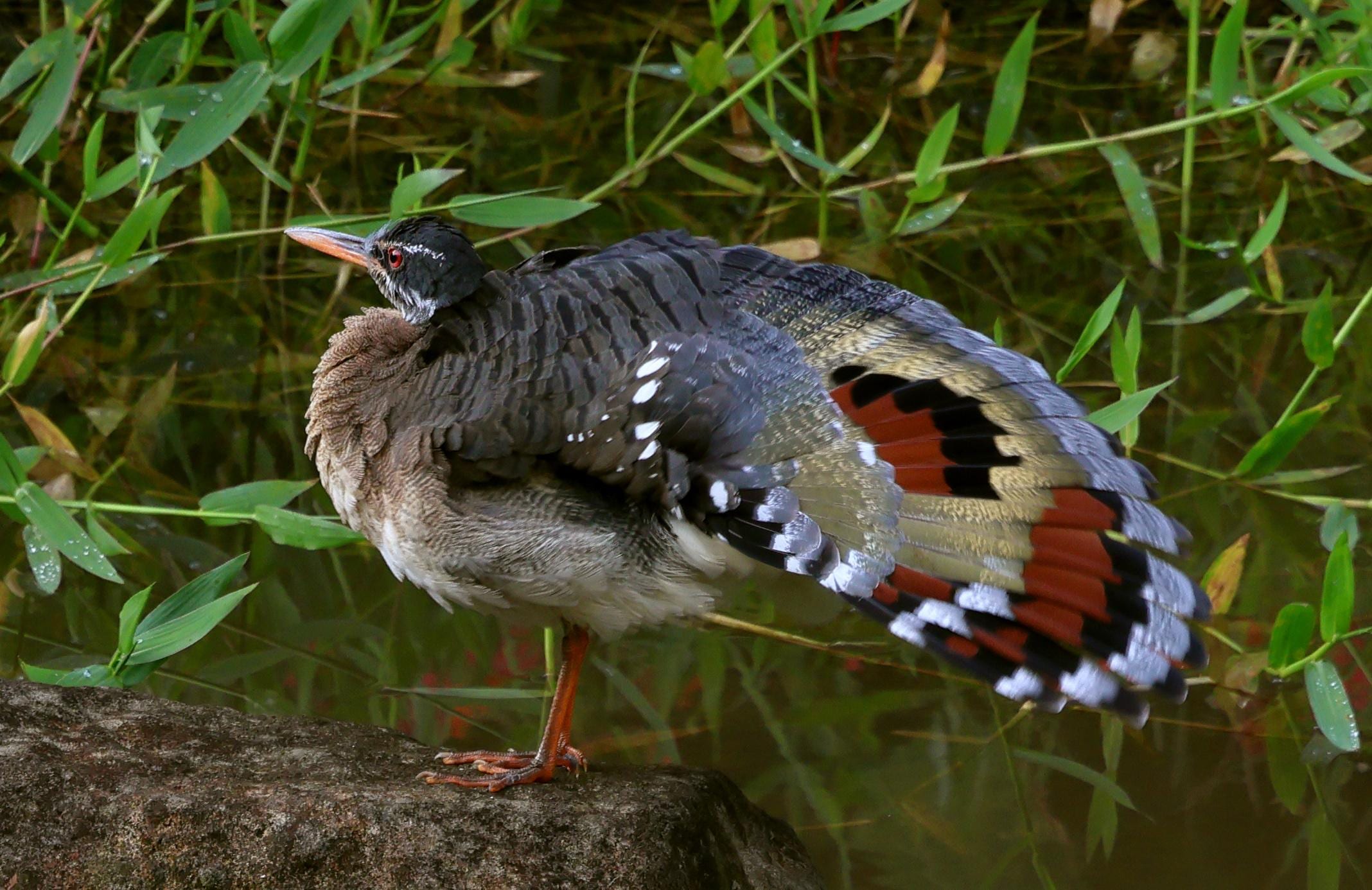 Sunbittern at the lodge