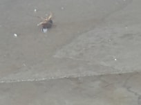 We found a cockroach under the bed.