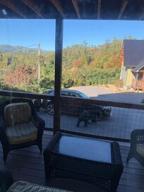 The view from the porch. 2 Bears sniffing around the car parking area.