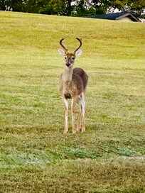 The young buck surveying before the doe and fawn came out!