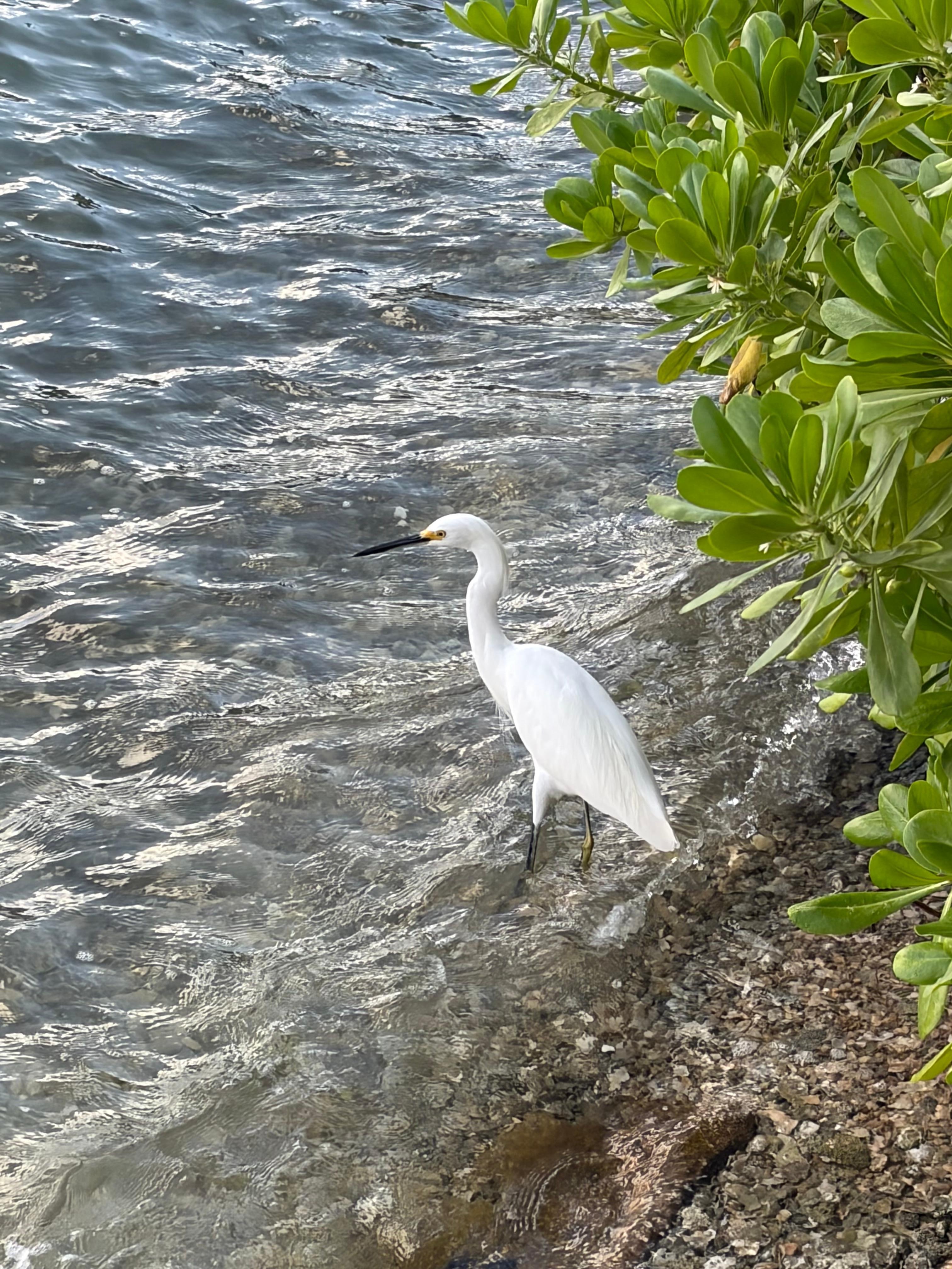 Cute little bird we visited daily