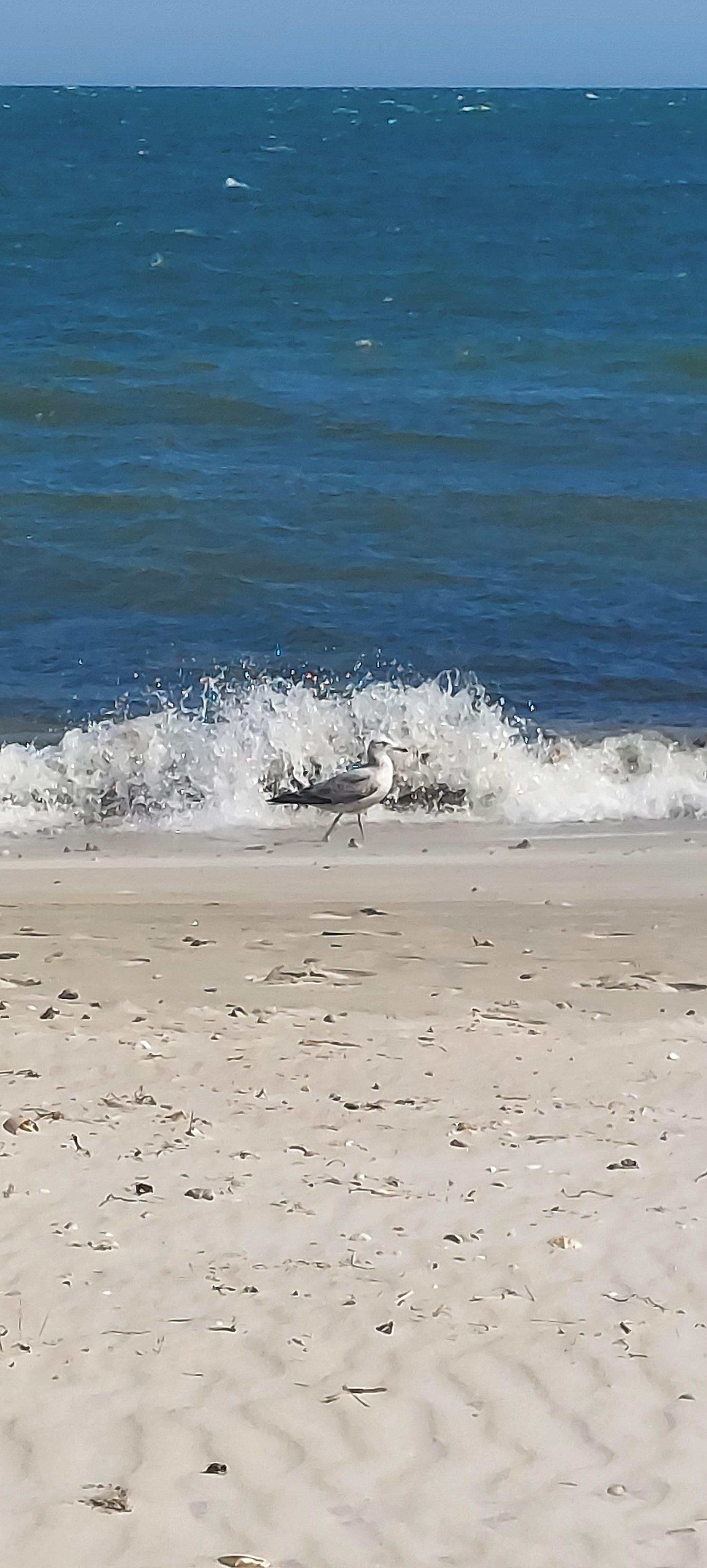 We named him Steven Seagull 😁
