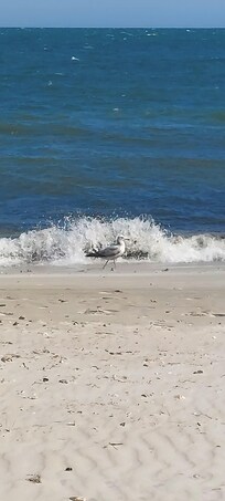 We named him Steven Seagull 😁