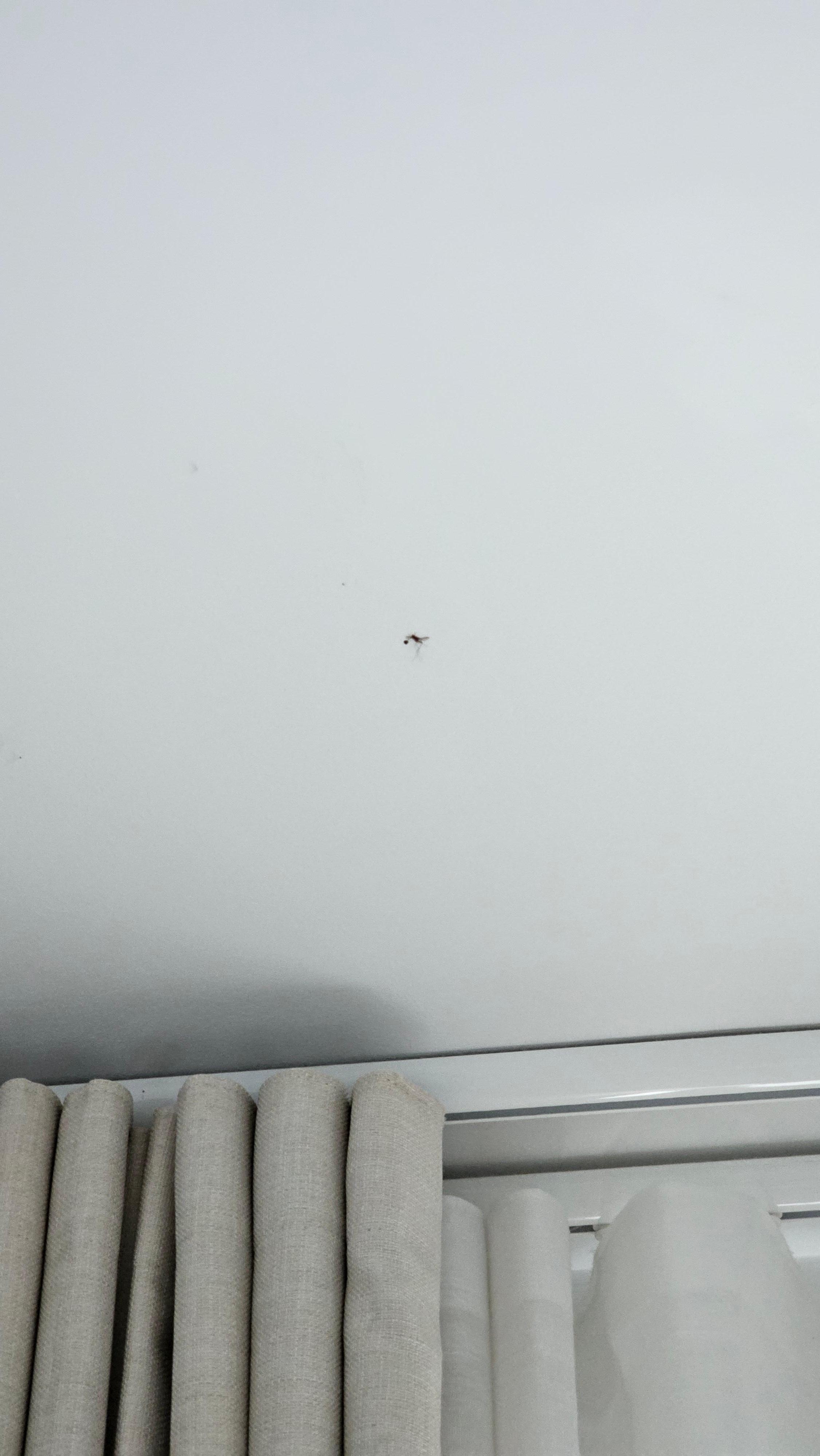 Totes Insekt an der Decke nach versprochene double cleaning 