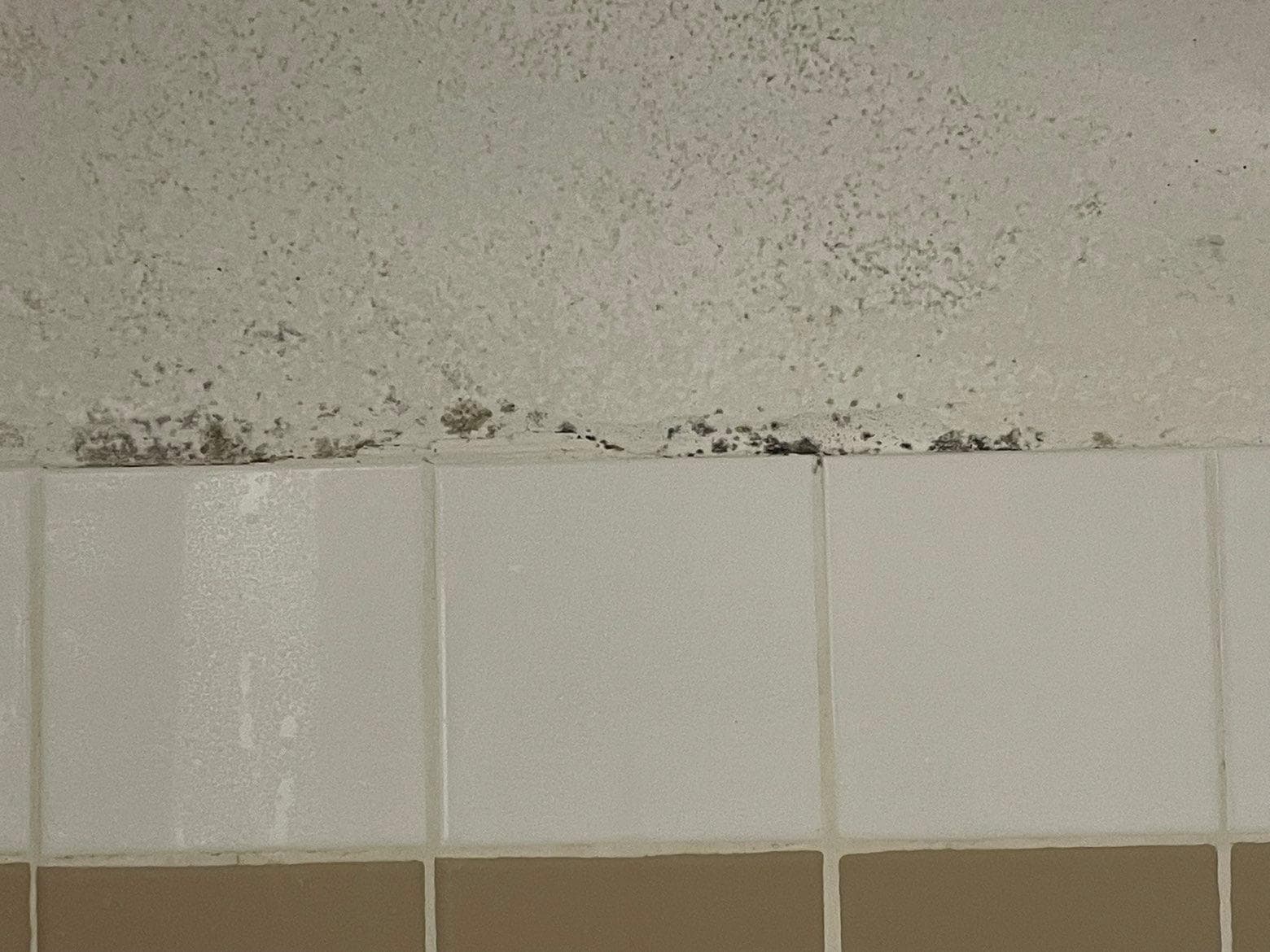 moisissure dans la salle de bain