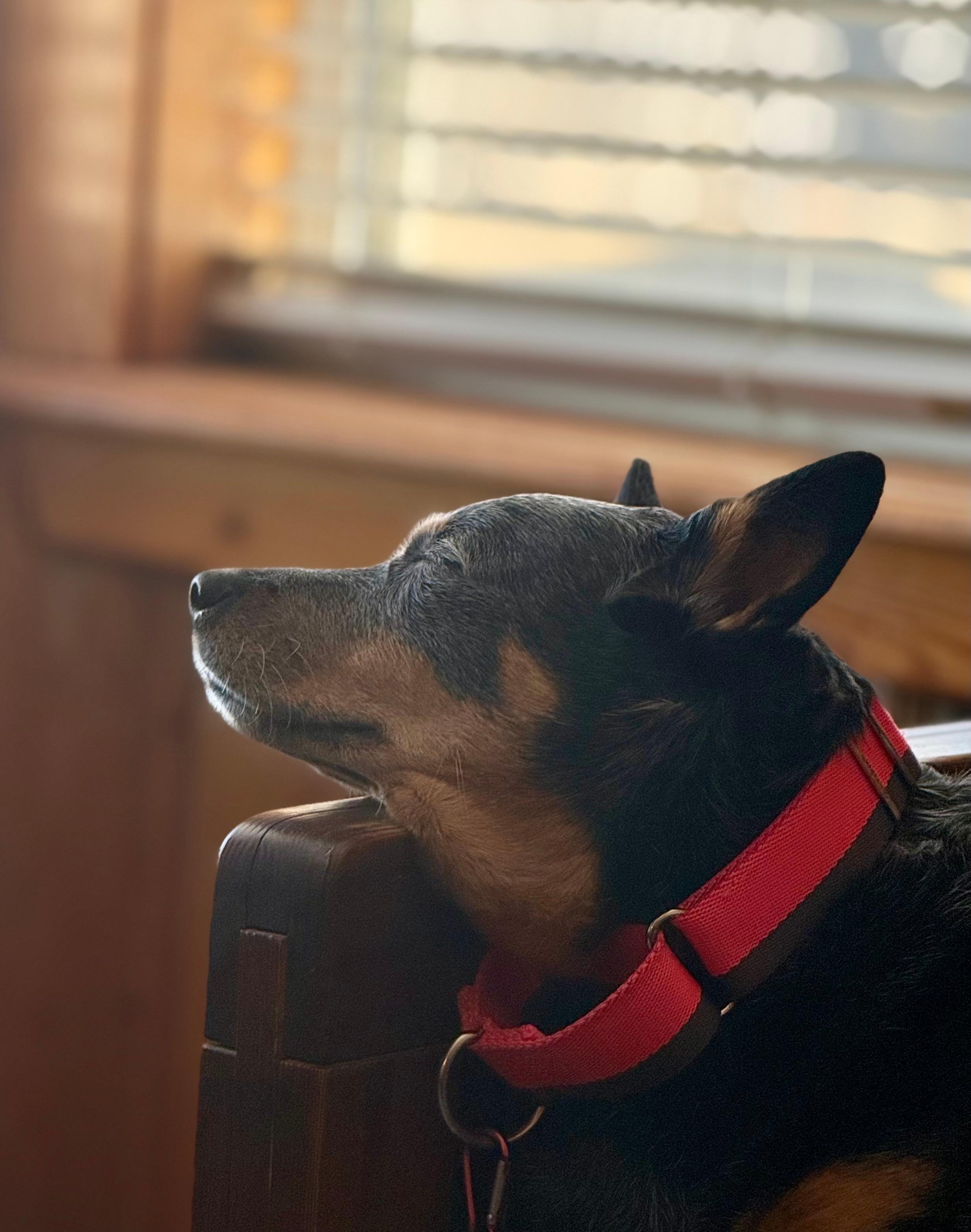 Maddee enjoying the sun after a run on the beach! 