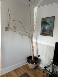 Plant in living room