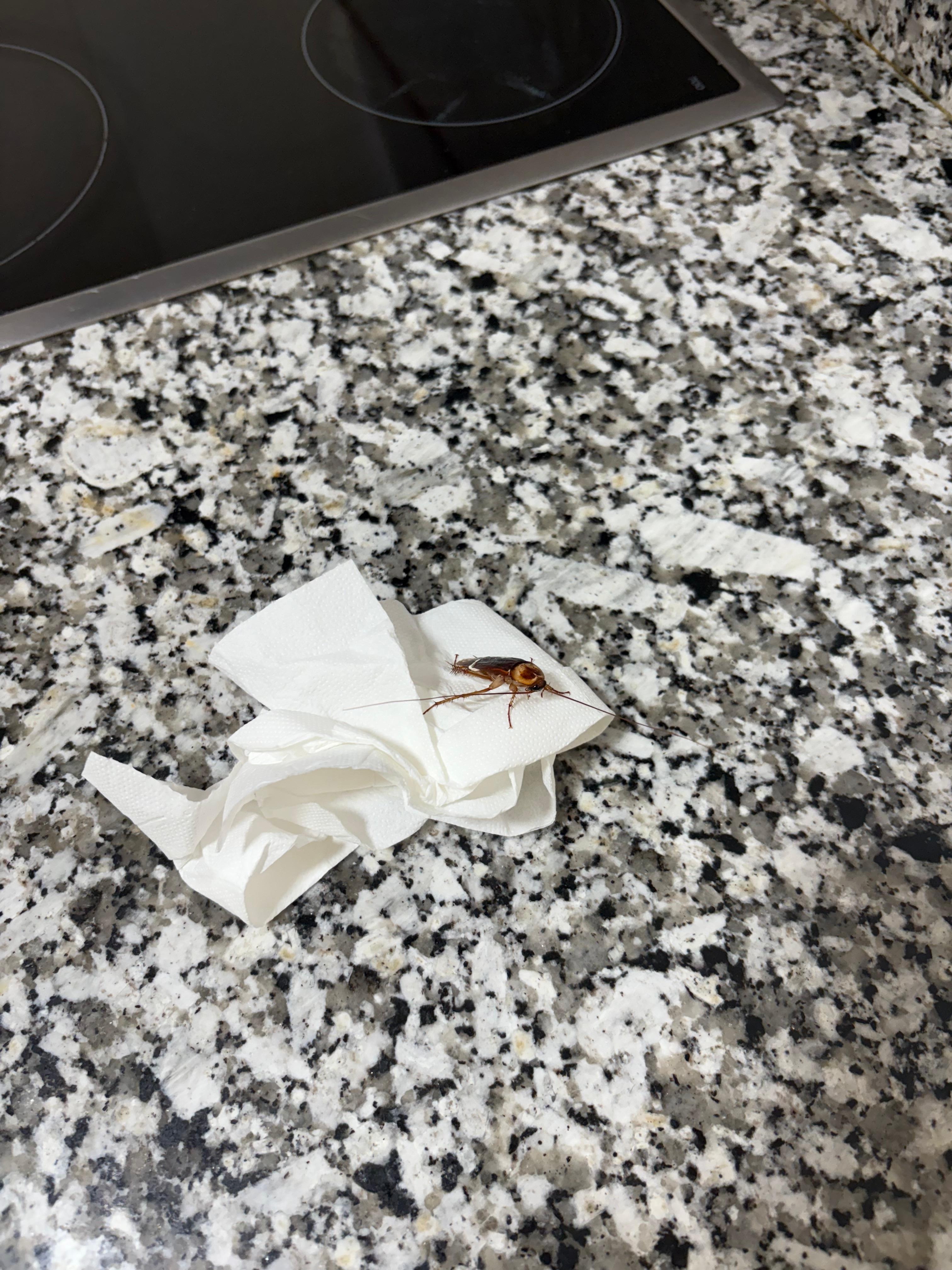 Cockroach in Kitchen 