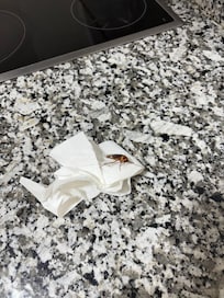 Cockroach in Kitchen
