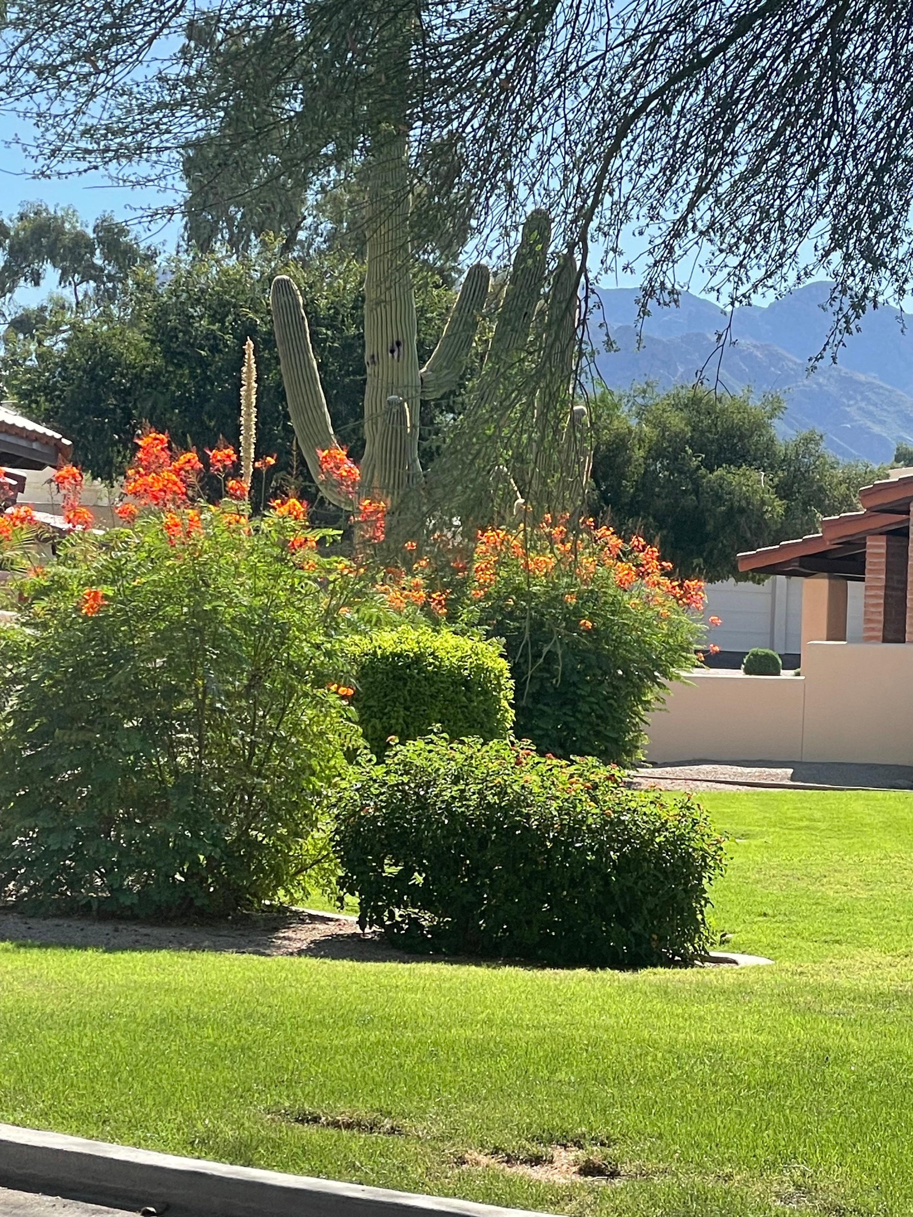 View from our casita’s outdoor patio.