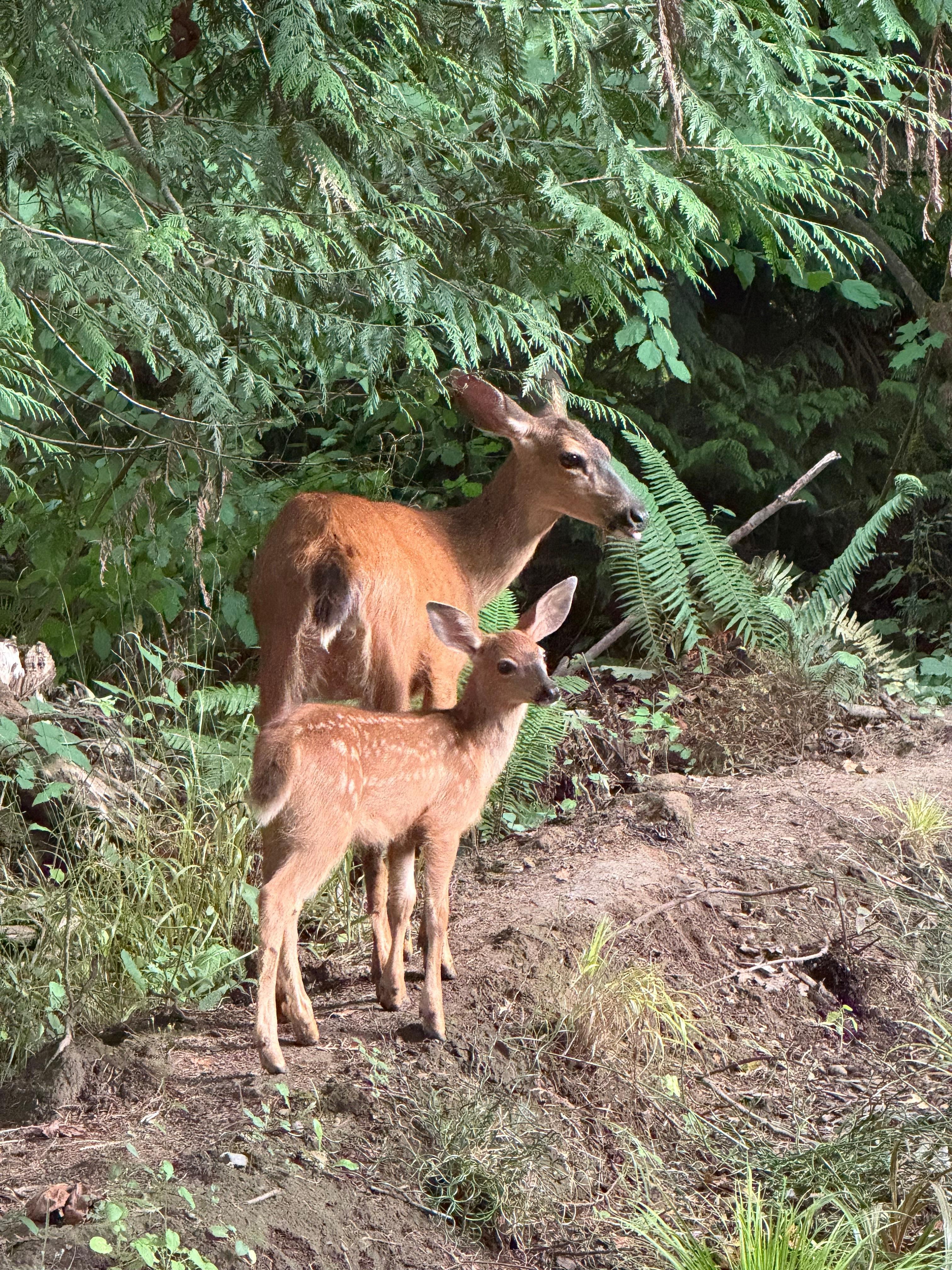 Deer calmly walked up to house every day. 