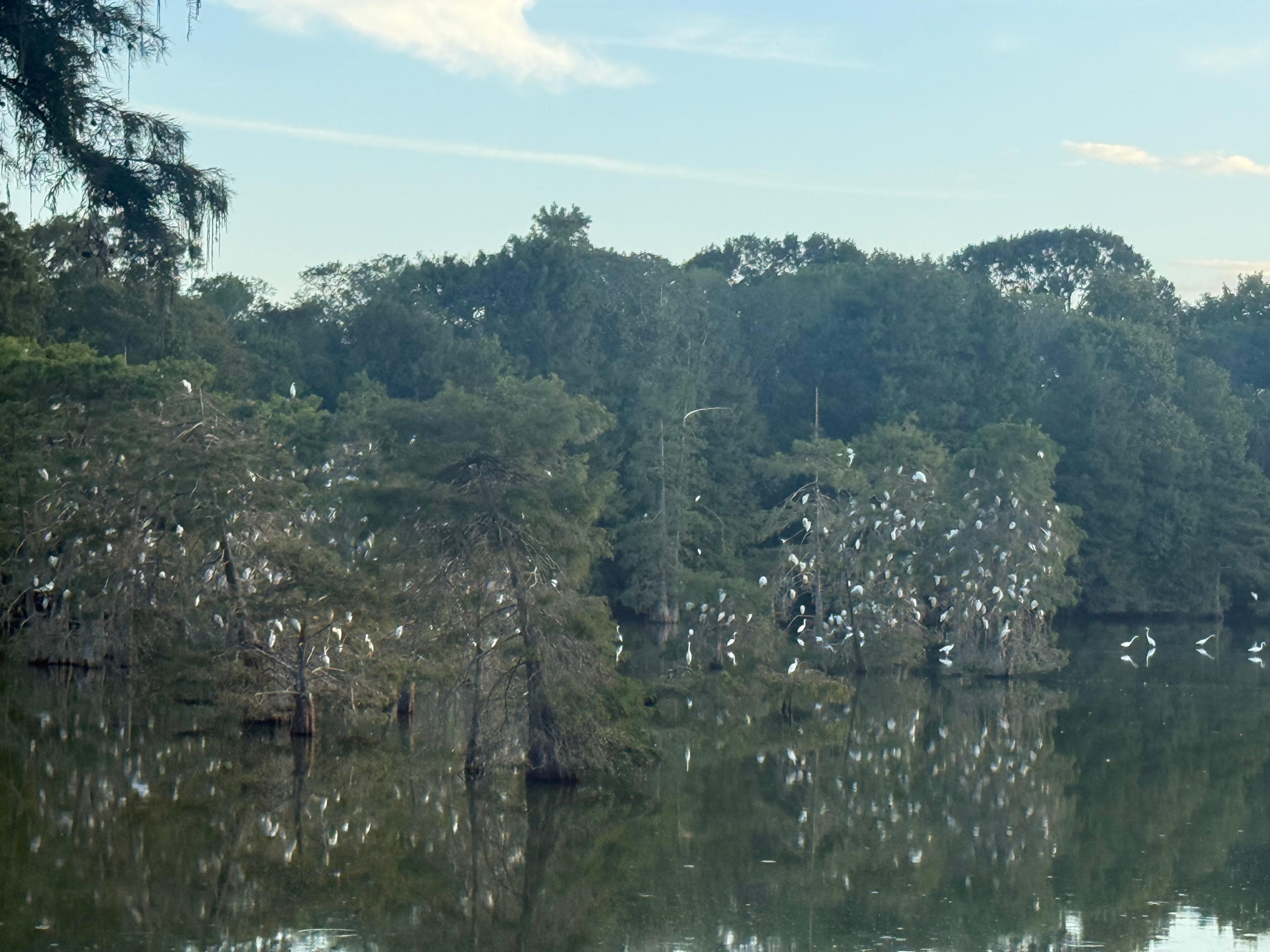 Wading bird rookery. 