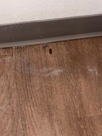 more roaches