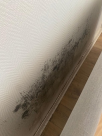 Moldy, mildew walls