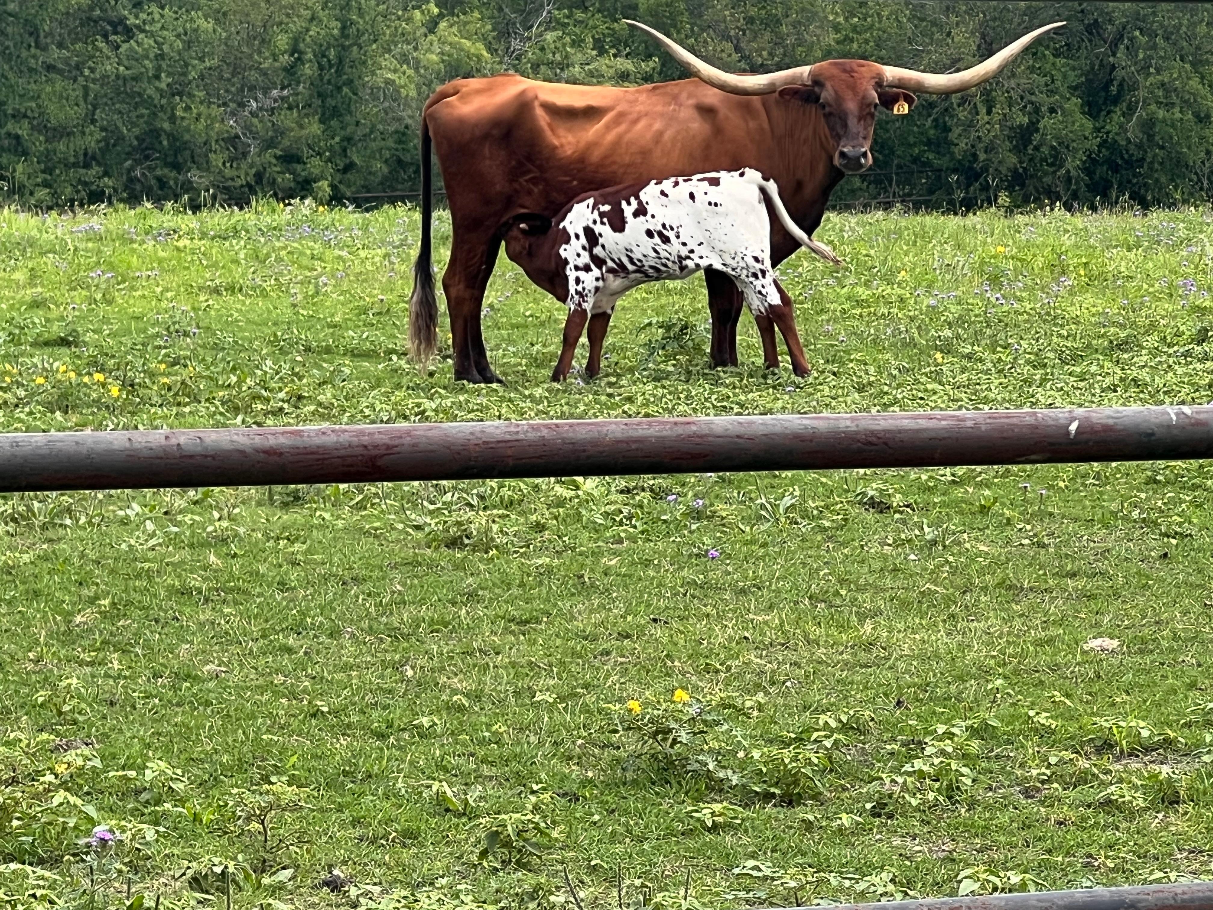 Longhorn- safe from this distance. 