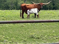 Longhorn- safe from this distance.