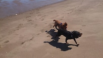 Dogs on beach