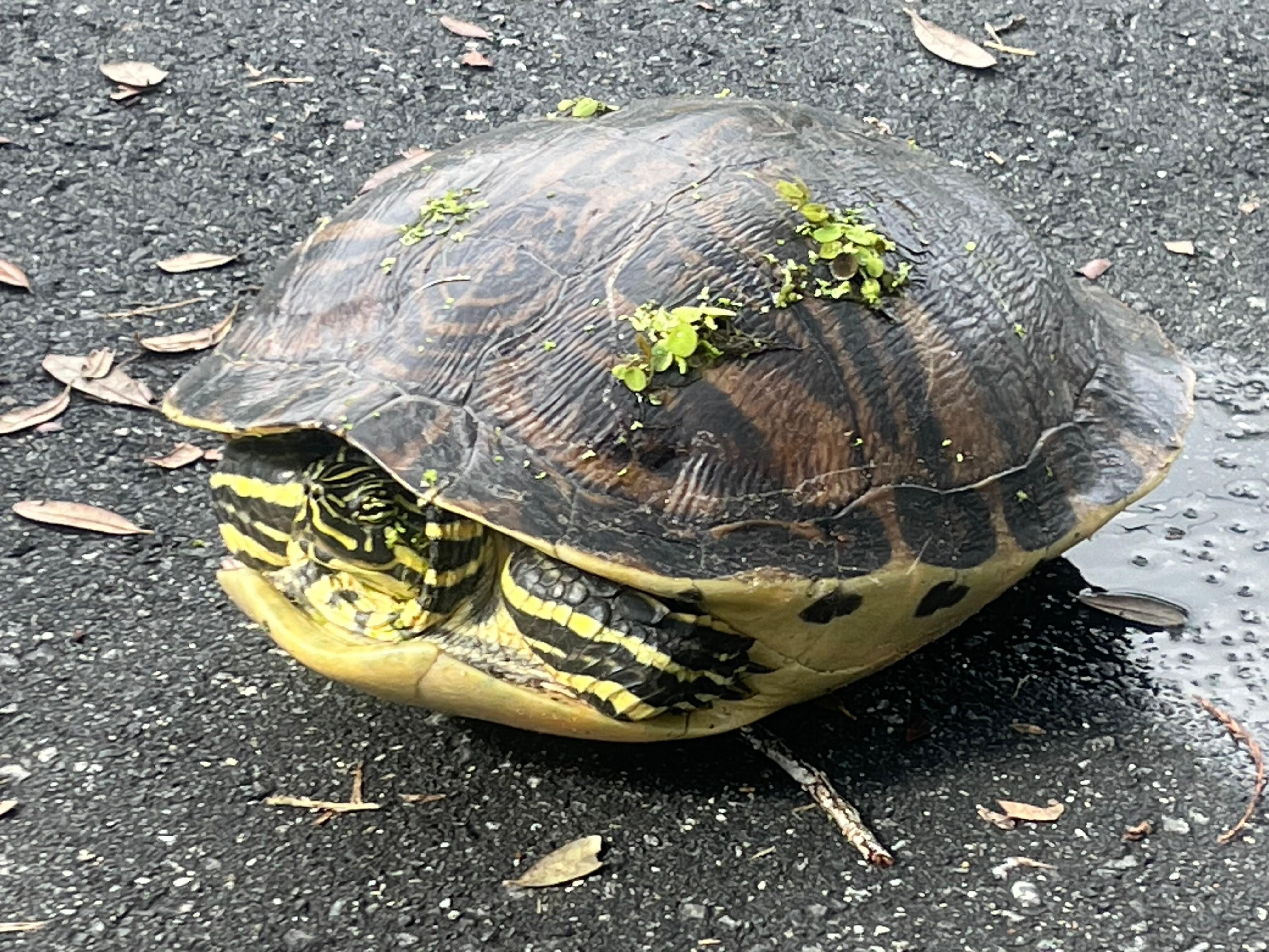 Romancing turtles ( there were 2) met up in the side yard to visit. 