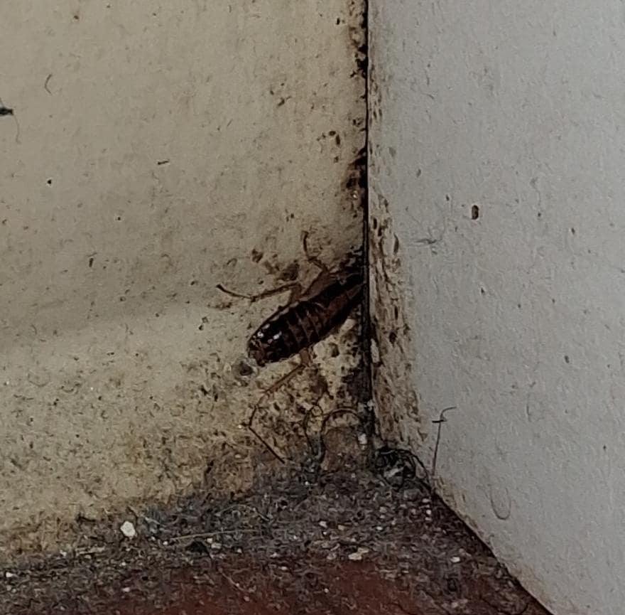 I probably would not have noticed this if the AC had been working MIDNIGHT ROACHES