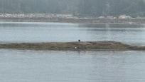 Eagles at low tide.