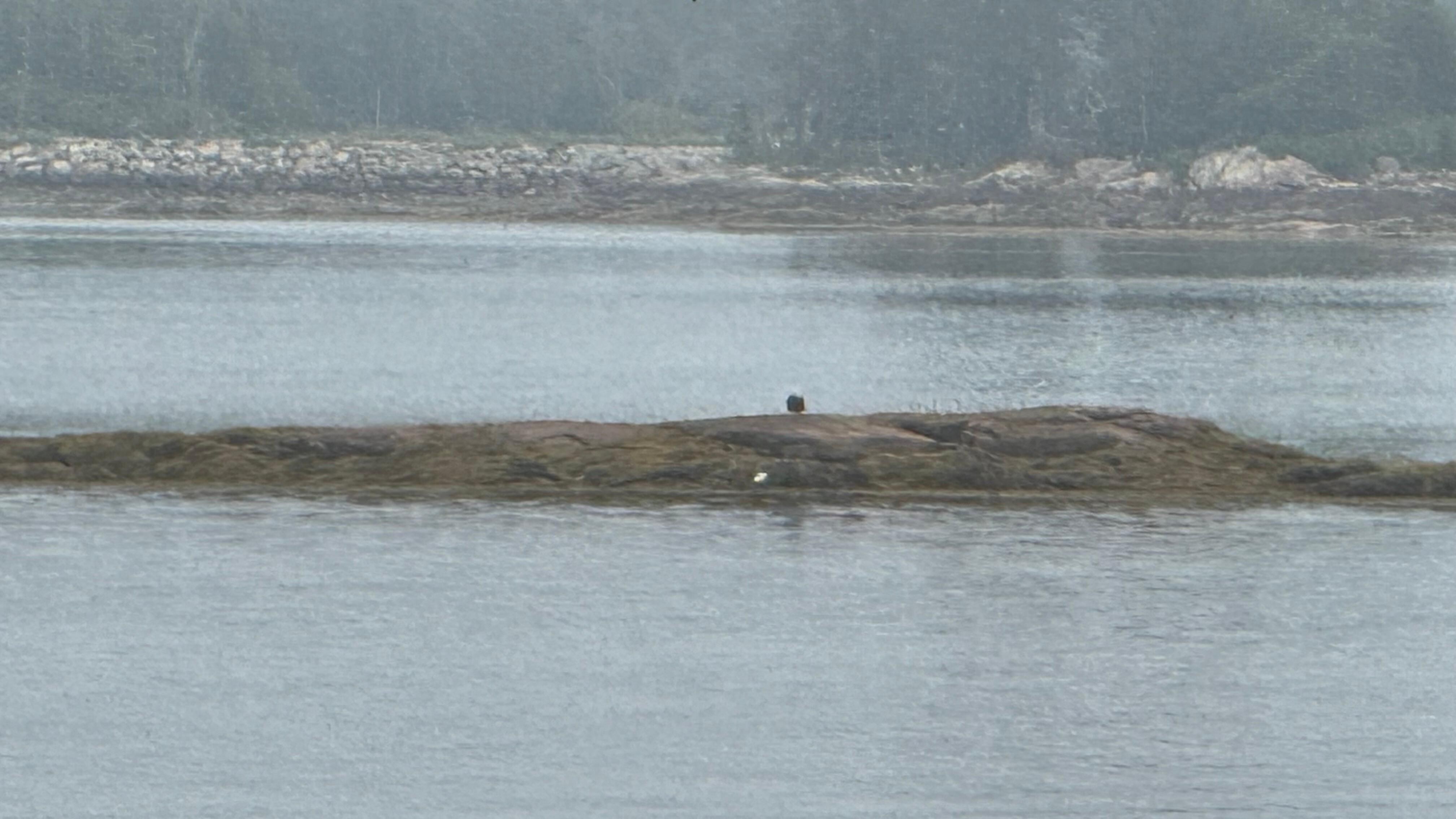 Eagles at low tide.