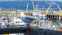 A gull on the deck.