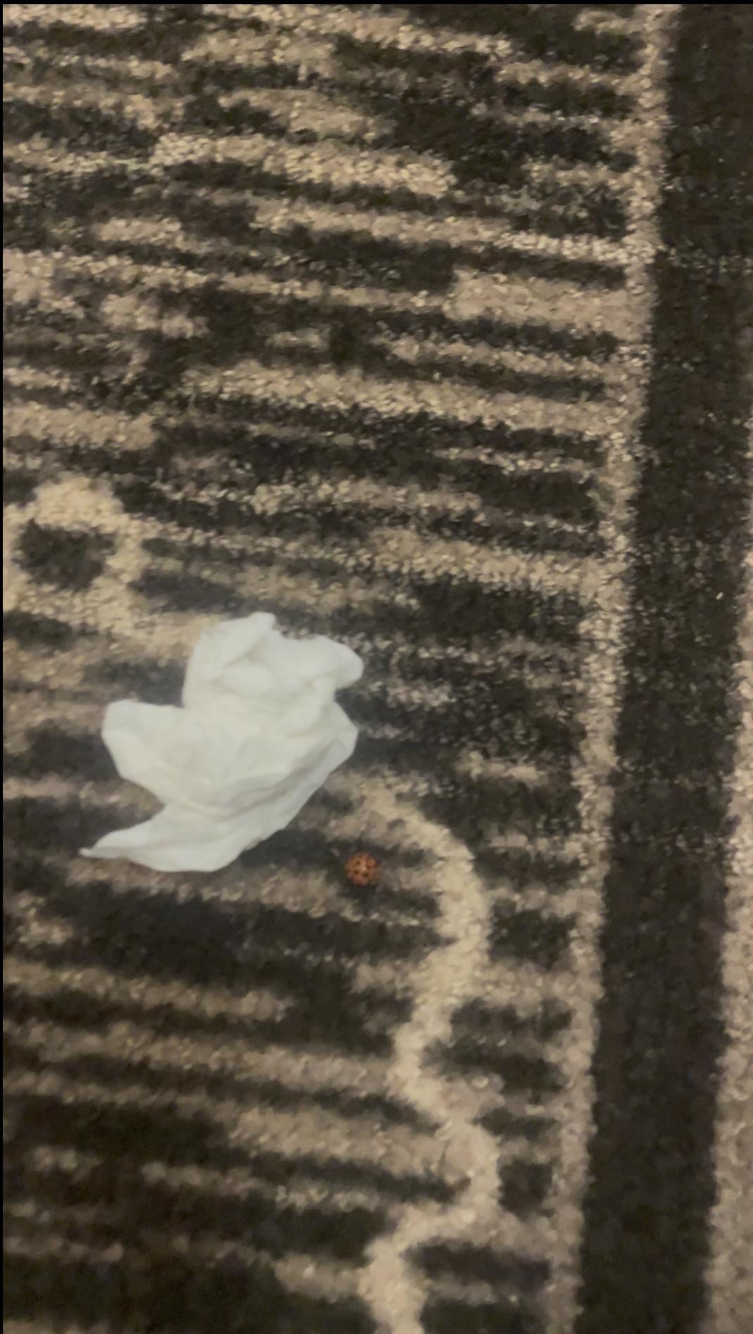 Ladybugs I caught in the room and discarded