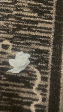 Ladybugs I caught in the room and discarded