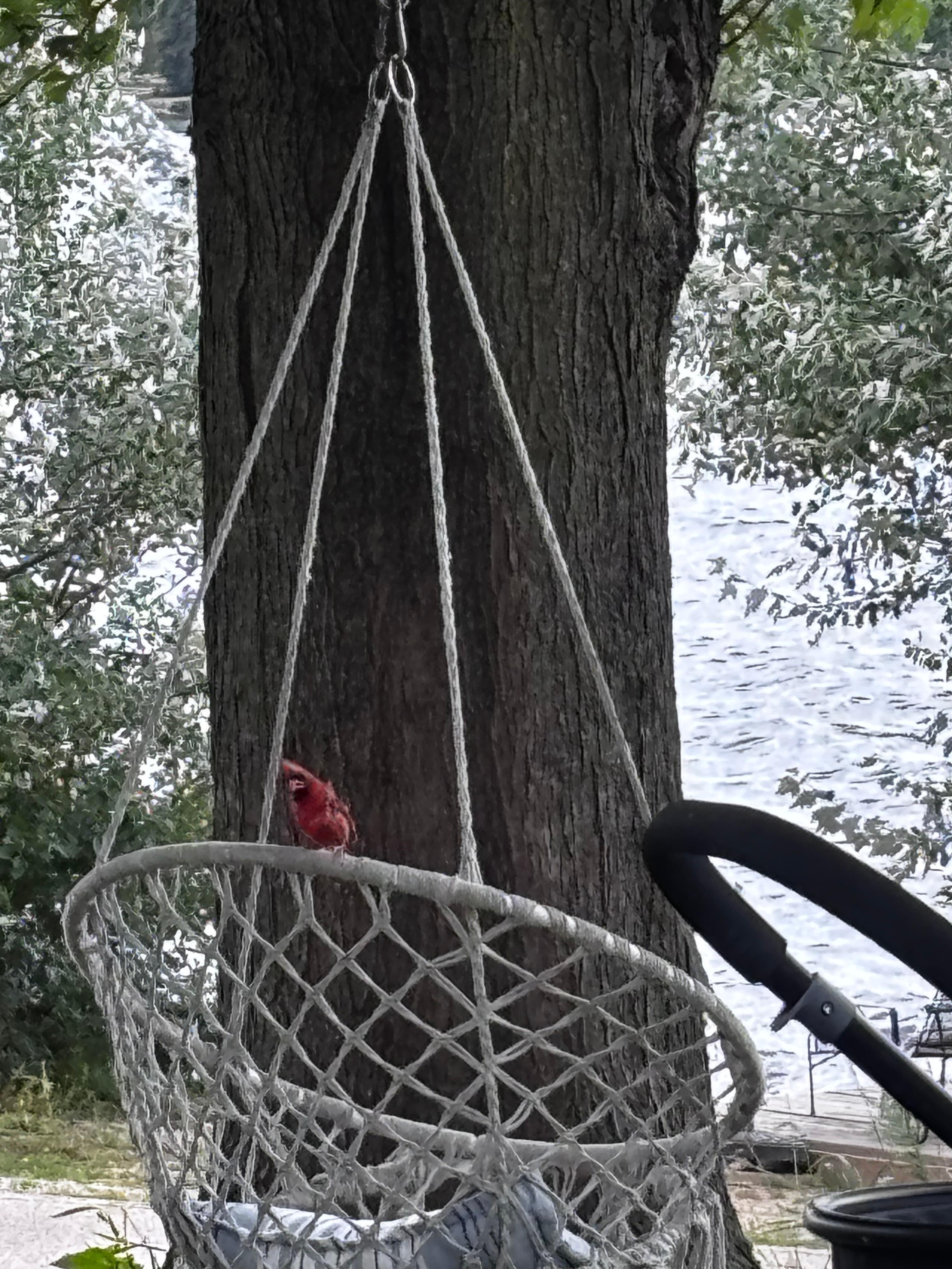 Cardinal on the swing!
