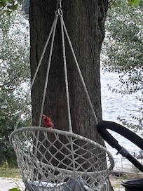 Cardinal on the swing!