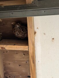 Huge wasps nest