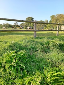 Pré devant la maison