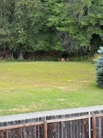 Deer