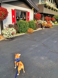 Pets are welcome!