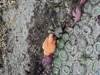 Tidepooling at the beach across the street.