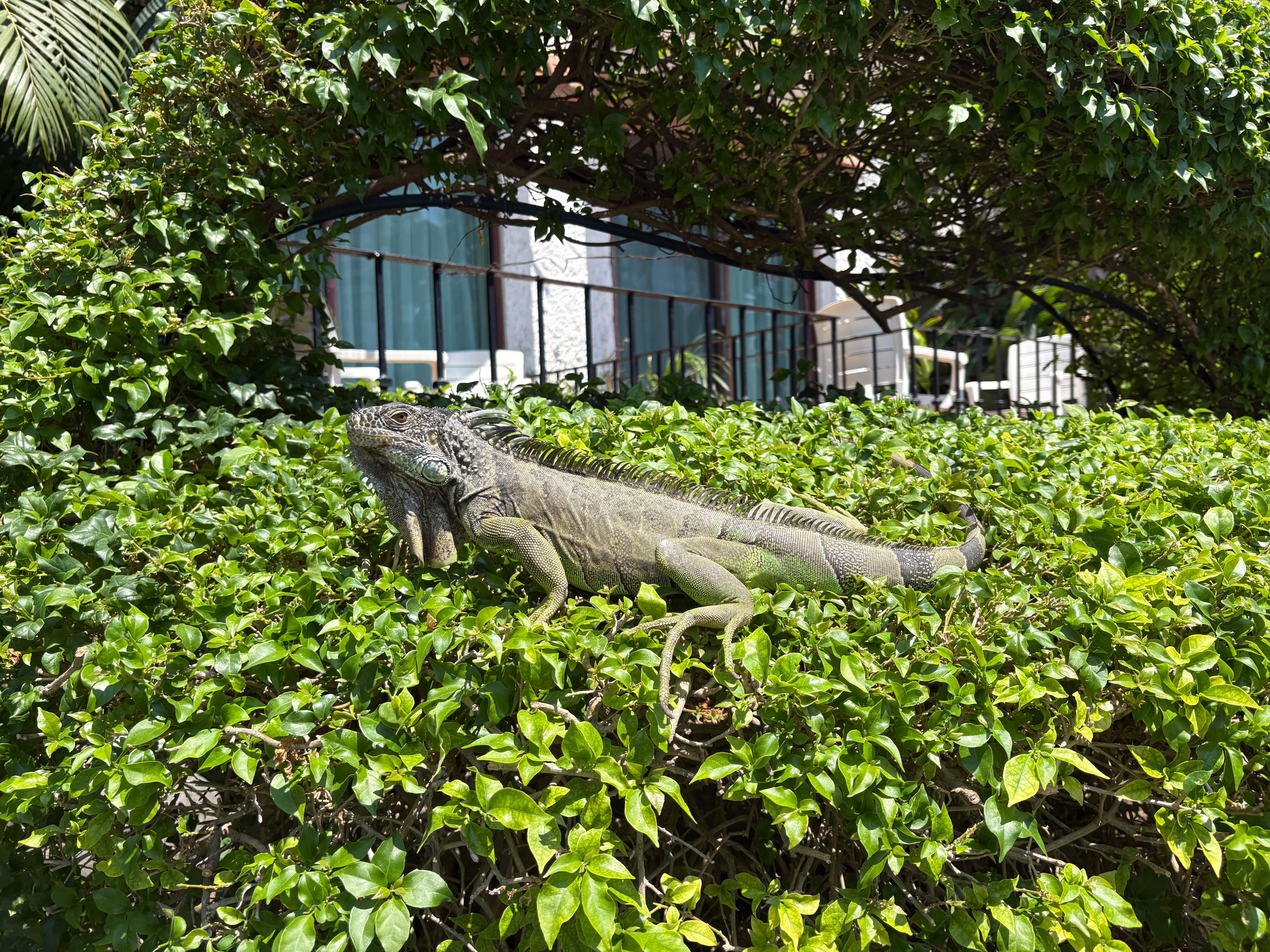 Iguanas on location 