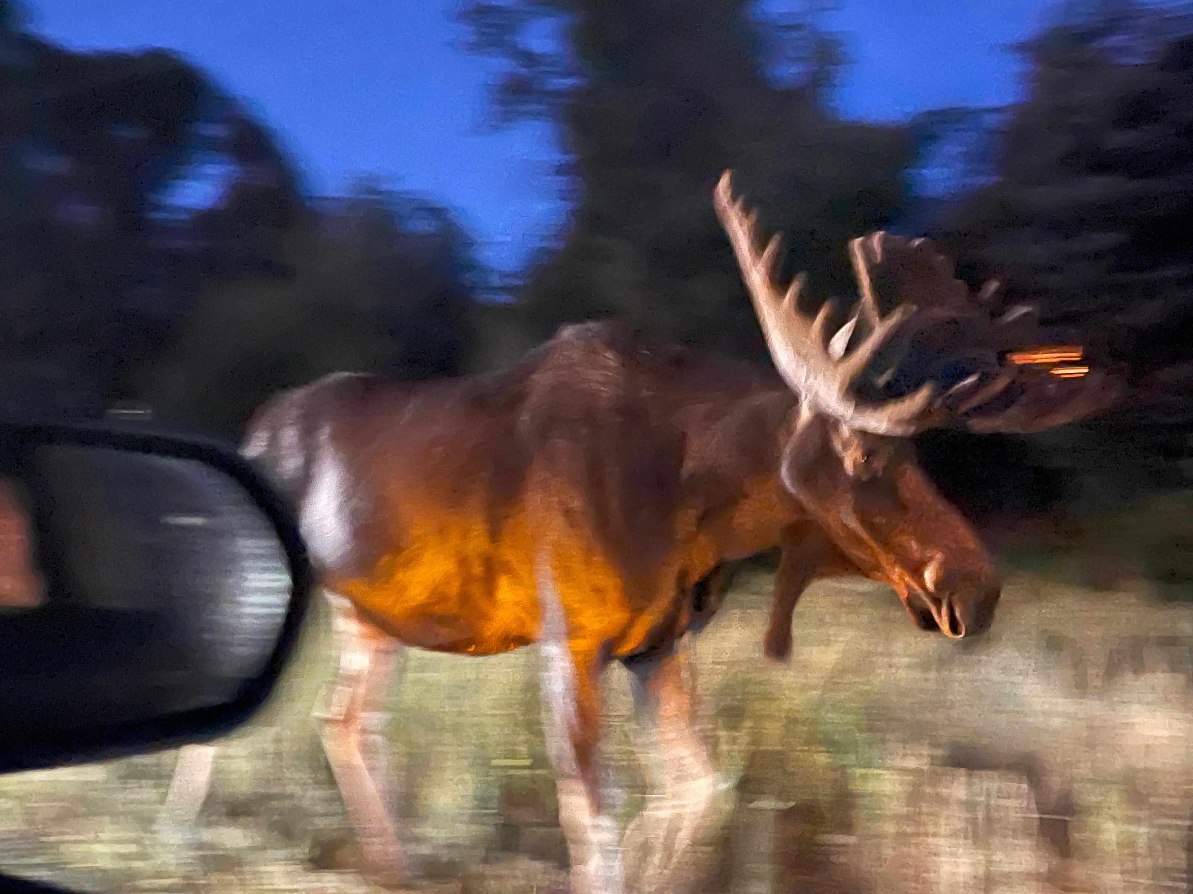 Moose at the entrance to the neighborhood on our first night. 
