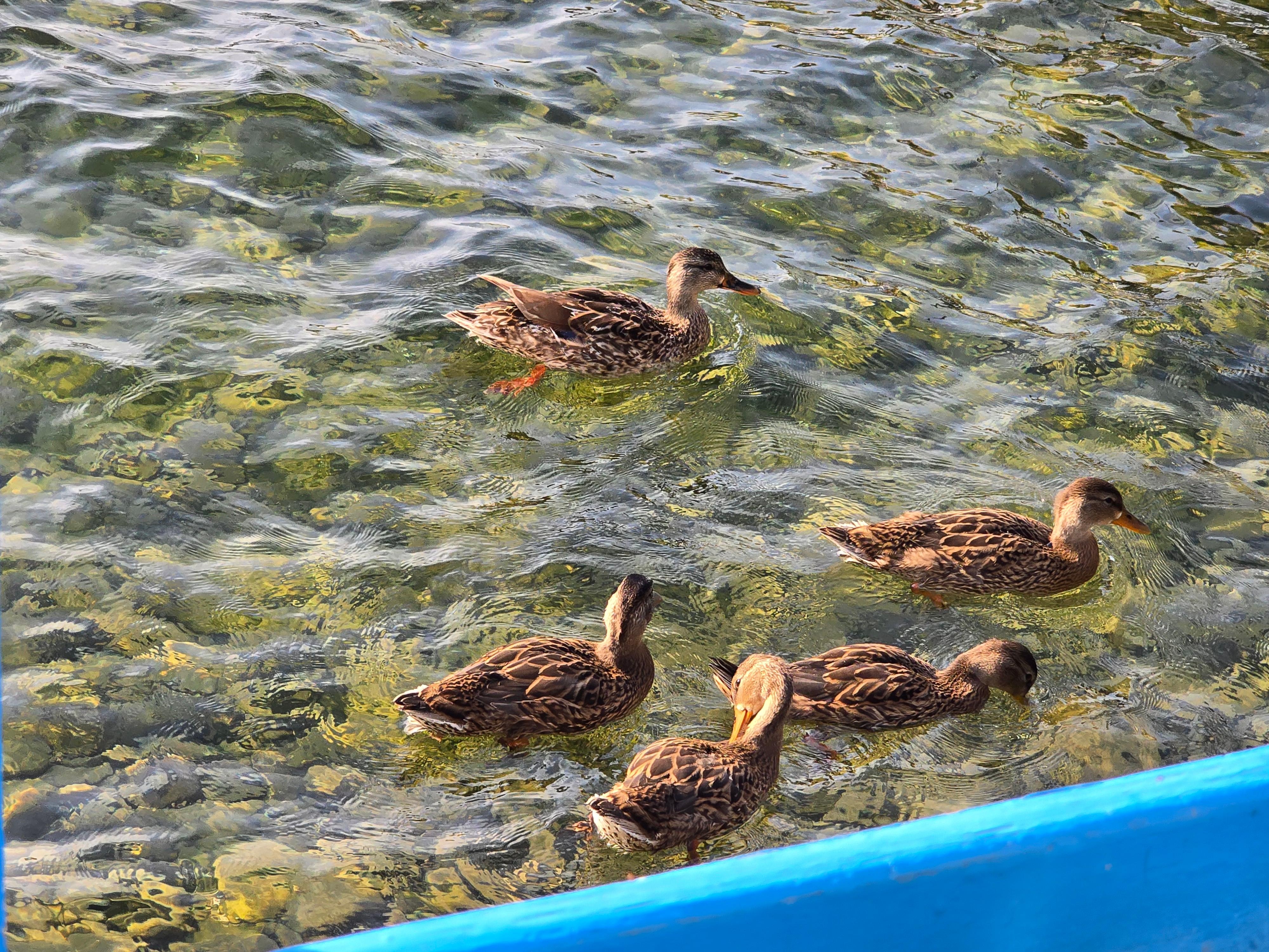 Ducks swam by often - they appreciate being fed grapes cut in half