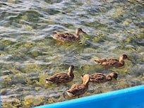 Ducks swam by often - they appreciate being fed grapes cut in half