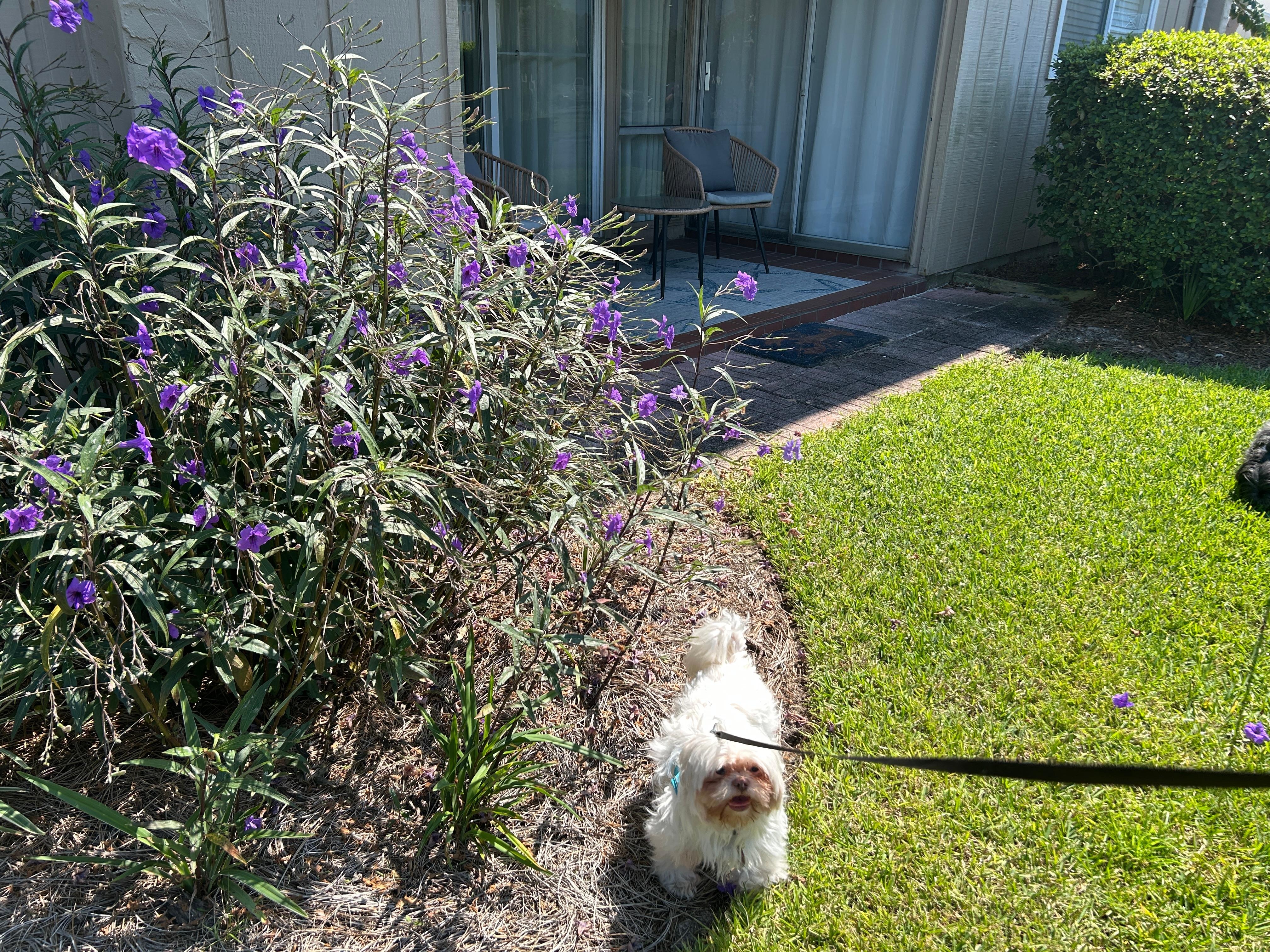 The back door area near the picnic area that has a doggy bag station. 