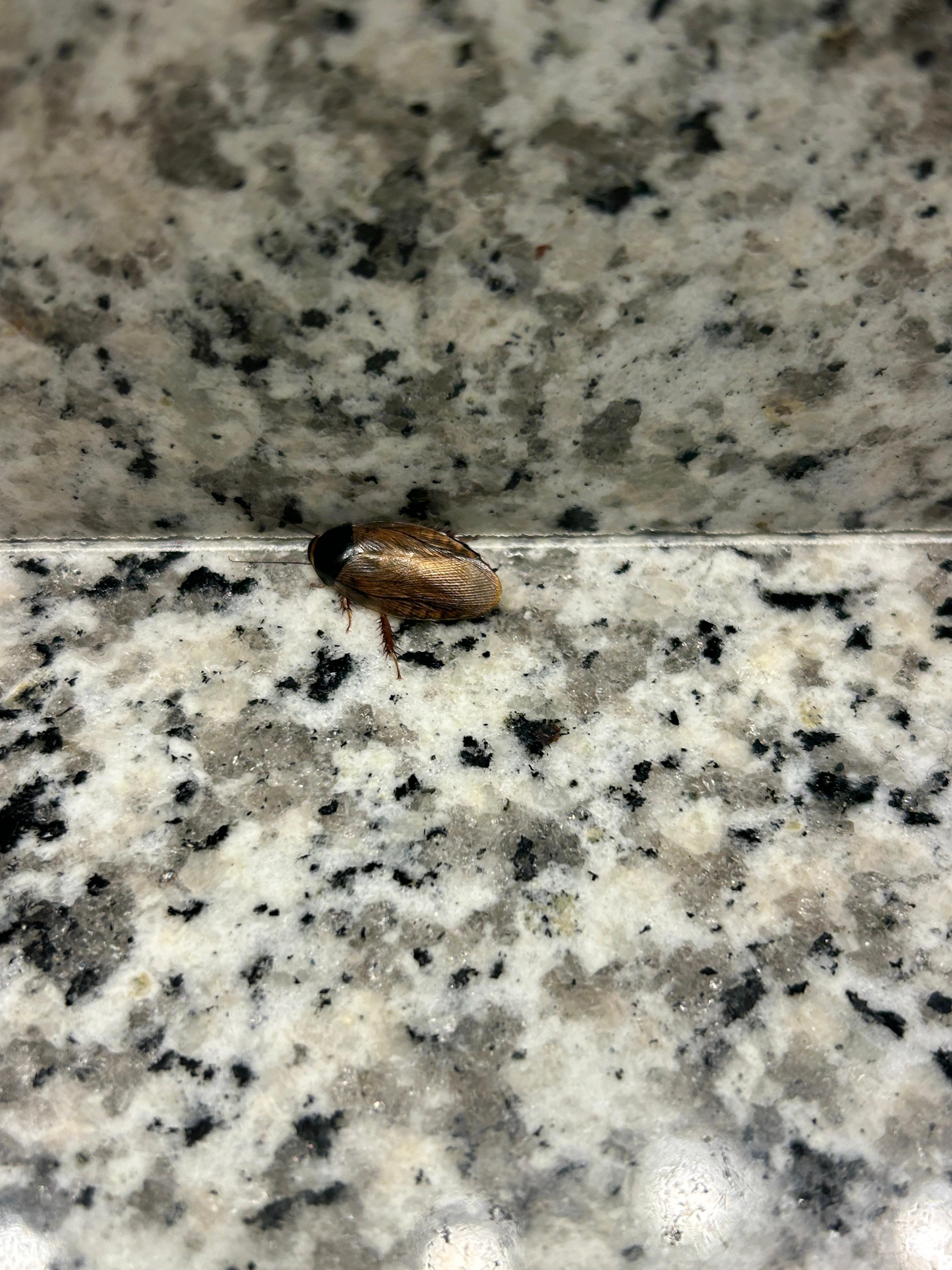 Several roaches alive and dead 