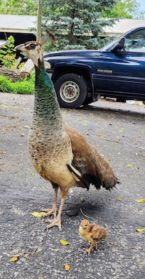 Mama peacock and her baby