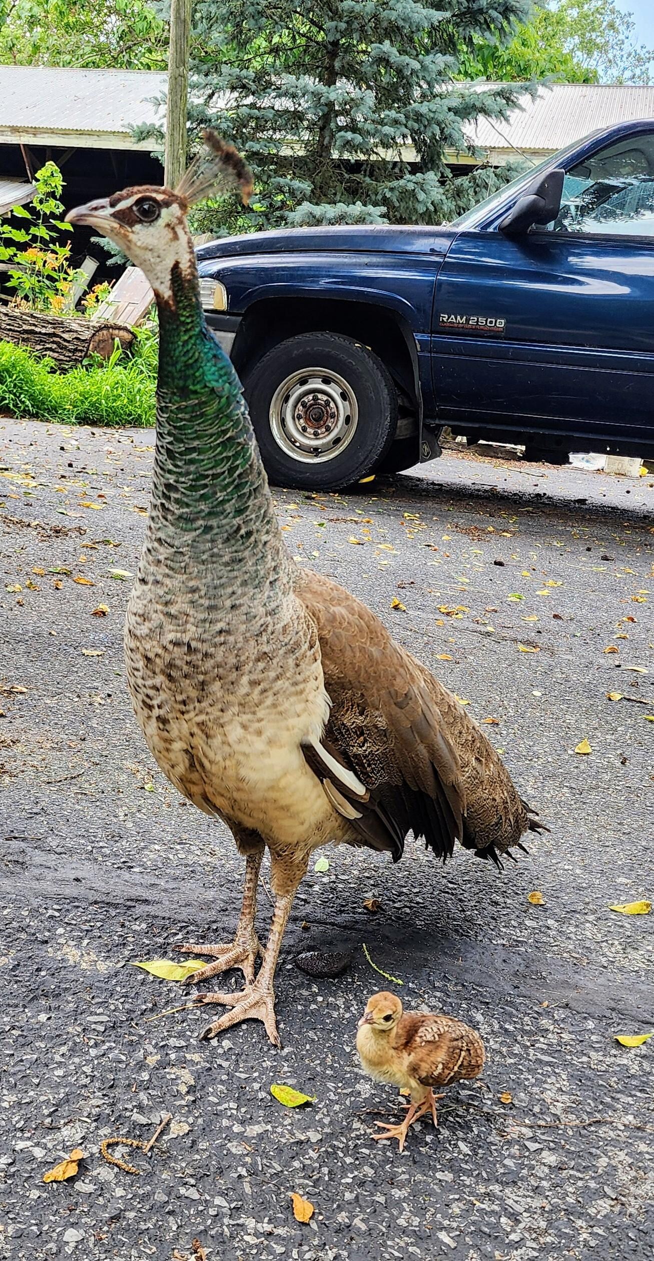 Mama peacock and her baby