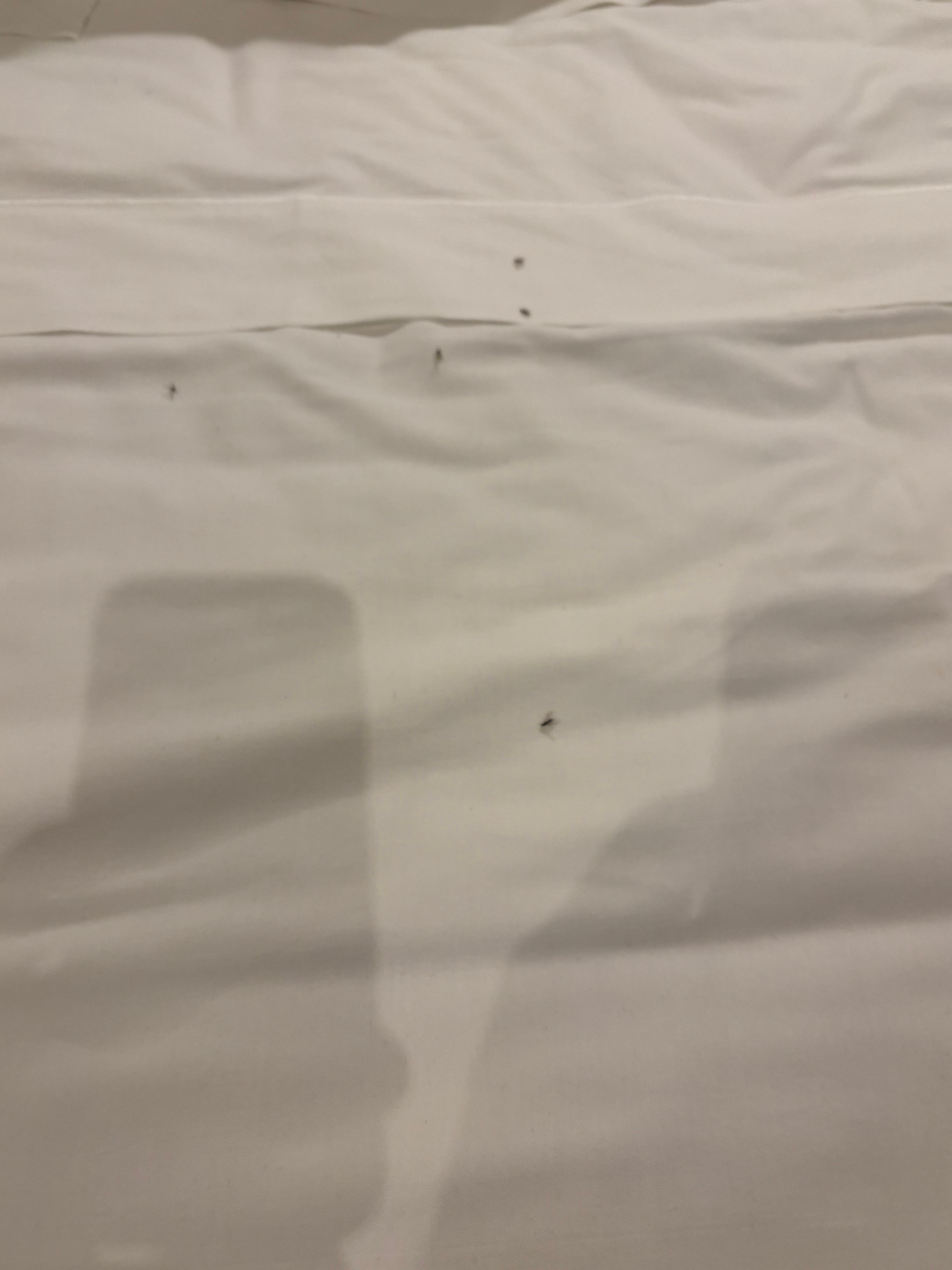 Ants in the bed