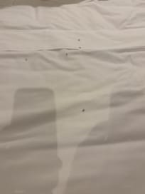 Ants in the bed