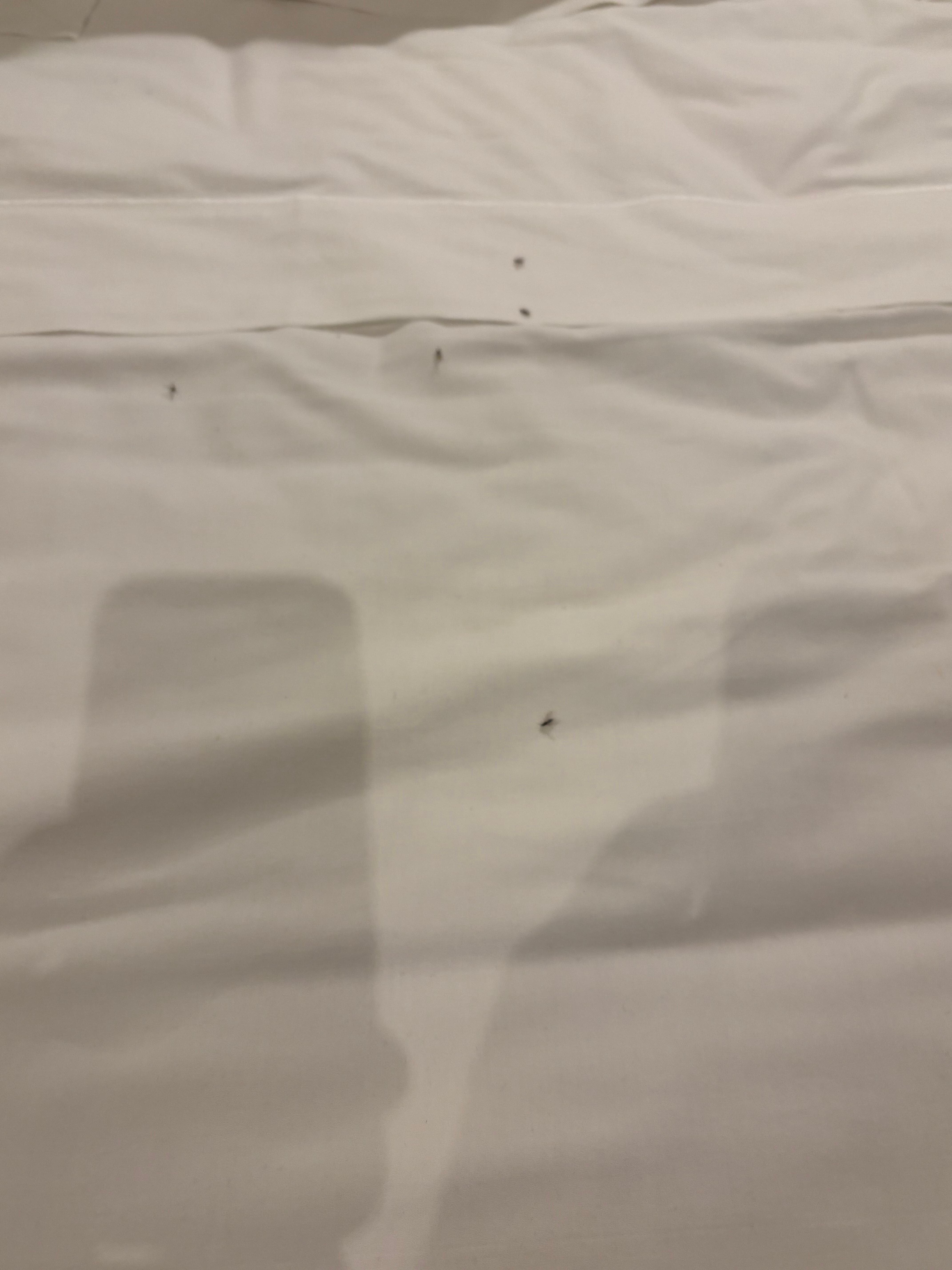 Ants in the bed