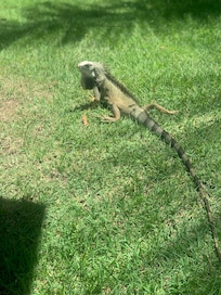 Iggy ran by the pool to say hiiii