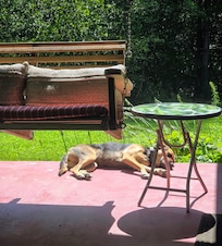 Our gal enjoying an AM sunbath while we sipped our coffee