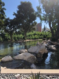 The outside area with ducks.