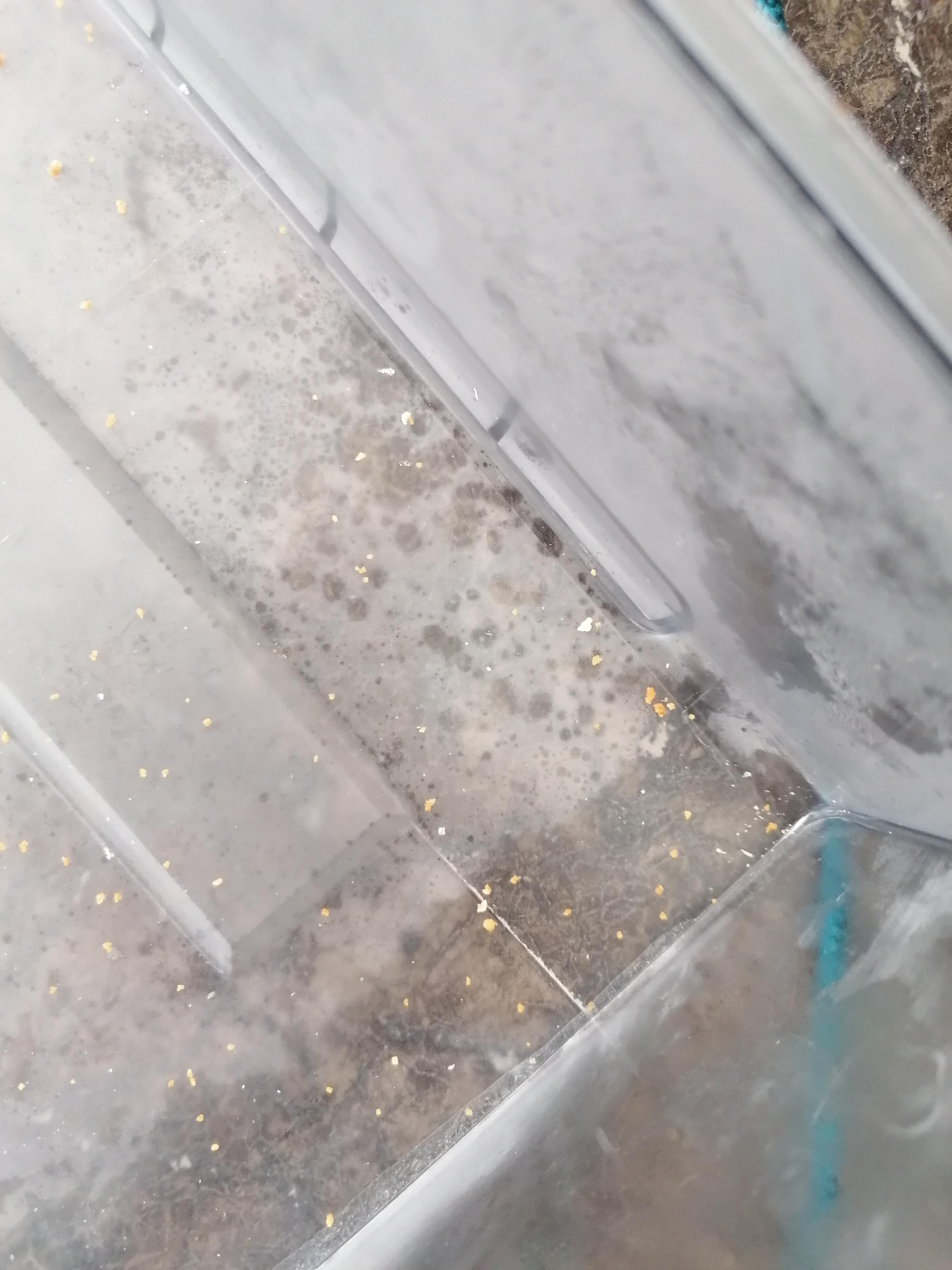 Leftover food bits in freezer.